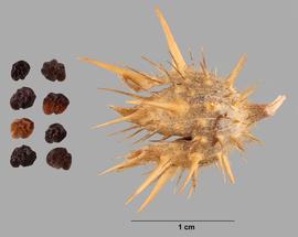   Fruit,nbsp;seeds:   Datura quercifolia , open fruit and seeds; Photo by L. Seastone, USDA APHIS PPQ ITP, imageID.idtools.org
